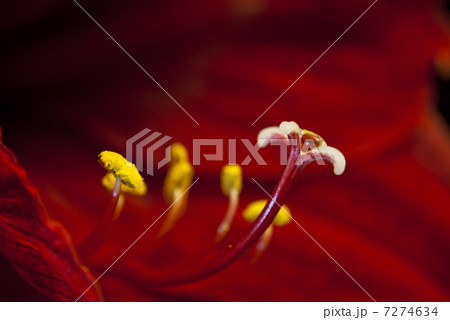 Red Flower Macro 7274634