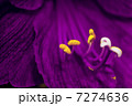 Purple Flower Stamens Macro 7274636