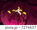 Macro Red Flower Pestle 7274637