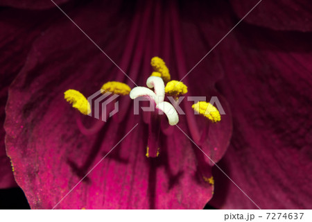 Macro Red Flower Pestle Macro Red Flower Pestle 7274637