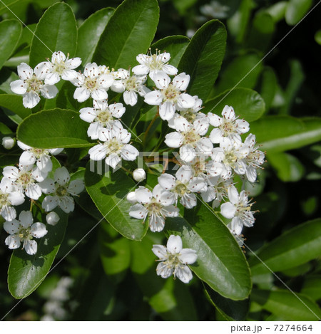 ピラカンサ ピラカンサ 7274664