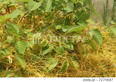 イタドリに寄生したネナシカズラ イタドリに寄生したネナシカズラ 7274687