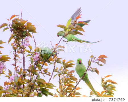 桜の蜜が大好きな野生のワカケホンセイインコ  （ツキノワインコ） 7274769