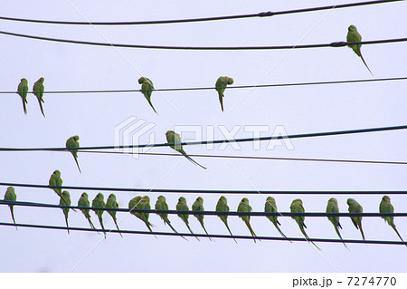 住宅地の電線に止まる野生のワカケホンセイインコ  （ツキノワインコ） 7274770
