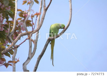 桜の蜜が大好きな野生のワカケホンセイインコ  （ツキノワインコ） 7274773