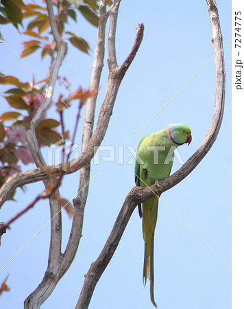 桜の蜜が大好きな野生のワカケホンセイインコ (ツキノワインコ) 桜の蜜が大好きな野生のワカケホンセイインコ (ツキノワインコ) 7274775