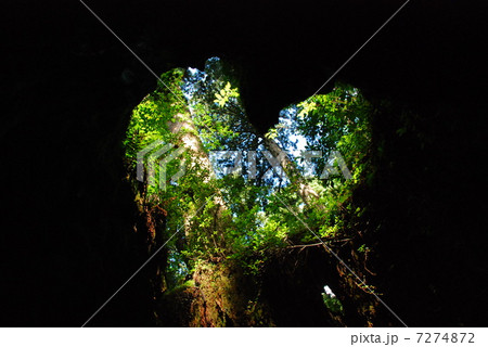 ウィルソン株 7274872