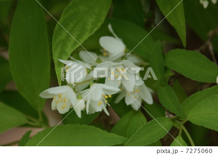 姫空木　ヒメウツギ　Deutzia gracilis 7275060