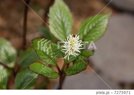 一人静 ヒトリシズカ Chloranthus Japonicusの写真素材