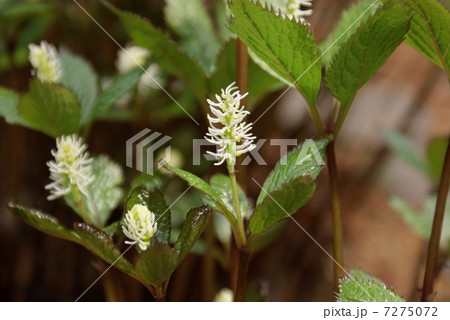 一人静 ヒトリシズカ Chloranthus Japonicusの写真素材