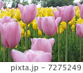 チューリップ 7275249