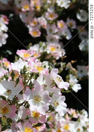 バレリーナ バレリーナ 7275258