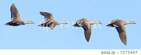 カルガモの飛翔 カルガモの飛翔 7275447