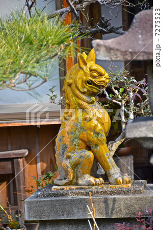 京都府下で一番恐ろしい面構えの狛犬(松風天満宮/京都市東山区新橋通り大和大路東入ル) 京都府下で一番恐ろしい面構えの狛犬(松風天満宮/京都市東山区新橋通り大和大路東入ル) 7275523
