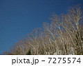スカイラインの白樺 7275574
