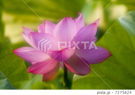 蓮の花 蓮の花 7275624