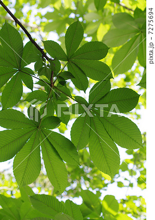 トチノキの若葉 トチノキの若葉 7275694
