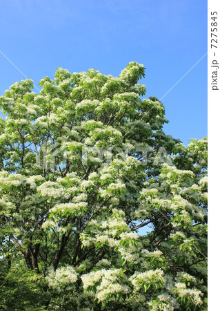 なんじゃもんじゃの木と花 7275845