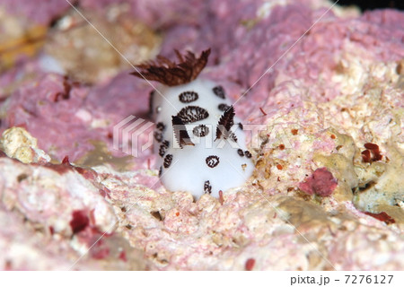 ブチウミウシ 7276127