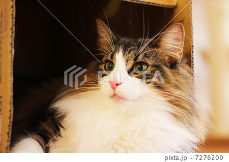 猫 猫 7276209
