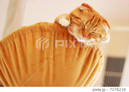 猫 7276210