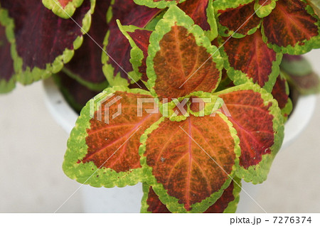 コリウス コリウス 7276374