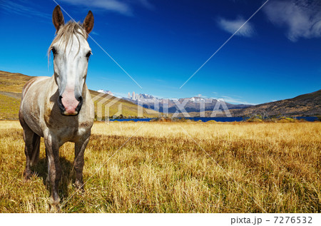 Horse in Torres del Paine, Chile 7276532