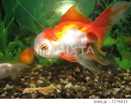 オランダ獅子頭 オランダ獅子頭 7276635