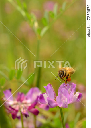 レンゲ畑のミツバチ 7276676