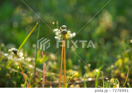 タンポポの綿毛クローズアップ（横位置） 7276991