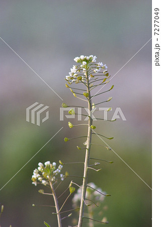 早春のナズナの花（縦位置） 7277049