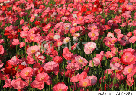 ポピー726 7277095