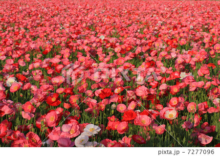 ポピー725 ポピー725 7277096