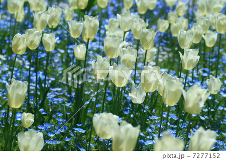 チューリップとネモフィラの群落 7277152