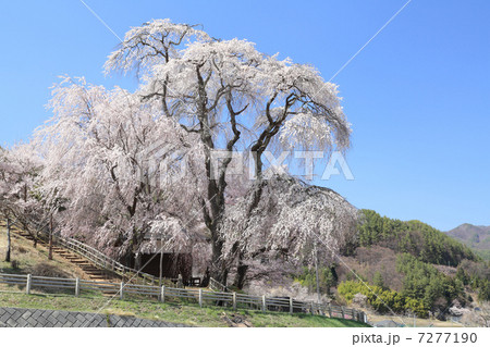 勝間薬師寺のしだれ桜 勝間薬師寺のしだれ桜 7277190