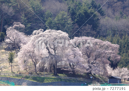 勝間薬師寺のしだれ桜 7277191
