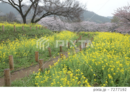石舞台古墳の春 7277192
