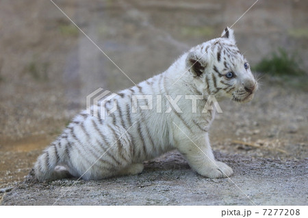 ホワイトタイガーの赤ちゃん ホワイトタイガーの赤ちゃん 7277208