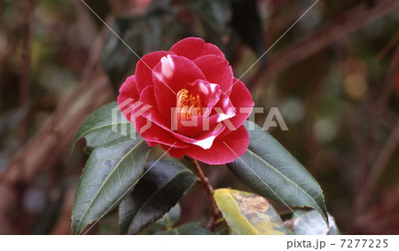 椿　呼子鳥 7277225