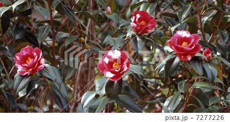 椿　呼子鳥 7277226