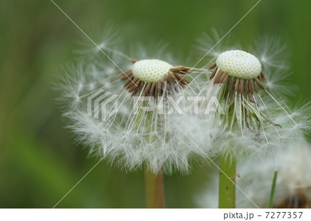 タンポポの綿毛 タンポポの綿毛 7277357
