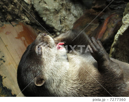 カワウソ 7277360