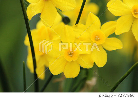 スイセン スイセン 7277966