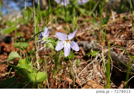 山野草・アケボノスミレ 7278013