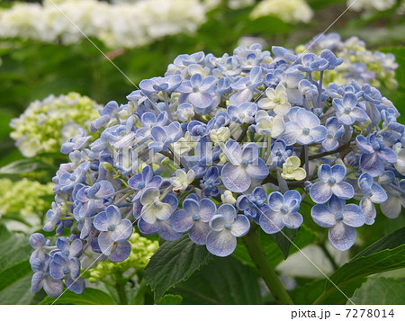 アジサイ 7278014