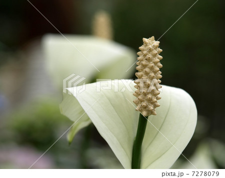 スパティフィラム 7278079