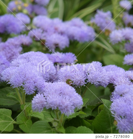 アゲラタム 7278080