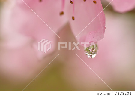 桃の花に雨の雫 桃の花に雨の雫 7278201