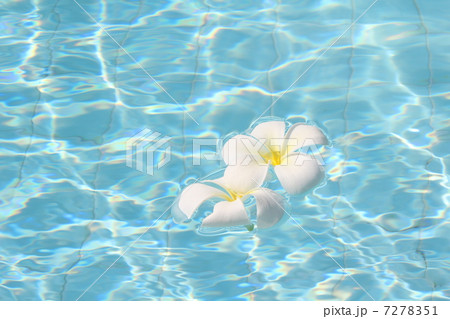 南国のプルメリア 7278351