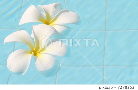 南国のプルメリア 7278352